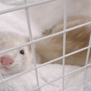 応募を一旦締め切らせていただきます。