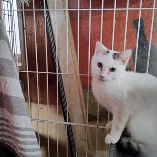 りく・スリスリベタベタ、初心者向き