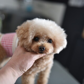 6歳の1.8kgトイプードル　男の子