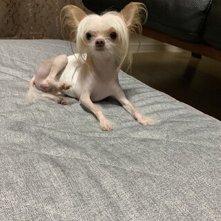 チワワ×チャイクレヘアレスmix