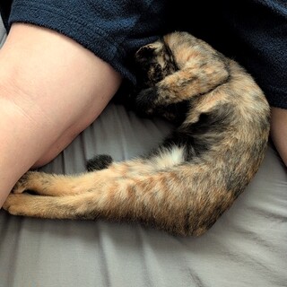 よくおしゃべりする懐っこいサビ猫