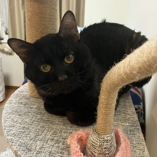 【4/5三田】甘えん坊になりそう★温和な性格の子