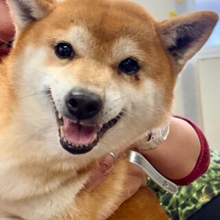 26-W101 利口で陽気な柴女子♪