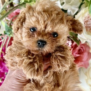 ティーカップ仔犬・可愛すぎる♪