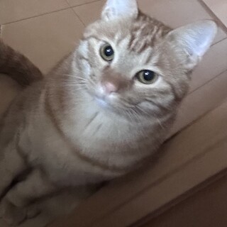 甘えん坊な茶トラ マロン君