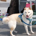 小さな白柴の女の子(完全室内飼育)