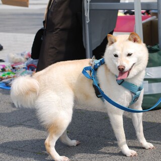 小さな白柴の女の子(完全室内飼育)