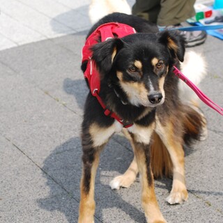 賢くて、おとなしい（完全室内飼育）女の子