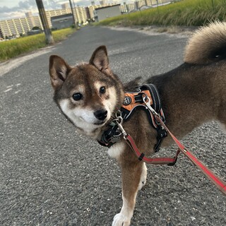 小柄で性格がいい女の子・室内飼い