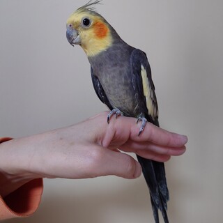 高齢オカメインコの里親募集