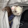 べあろい