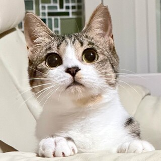 【雁が音(かりがね)】小さなゴロゴロ・遊ぶの大好き