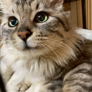 サバトラ長毛の拓くん