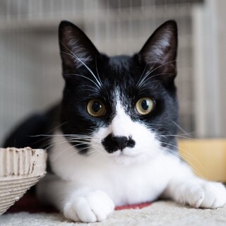 4/5高田馬場★つぶあんくん★膝乗りBOY