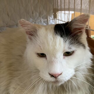 大人しい長毛のてんくん