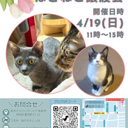 つるみ・猫のカギしっぽ譲渡会　JR鶴見駅西口歩5分室内開催