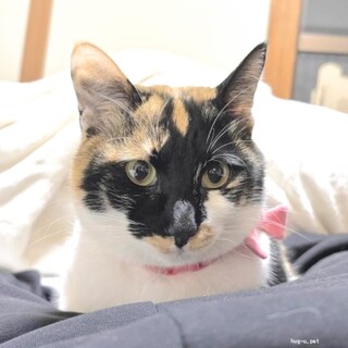 【4/19譲渡会】ビビリで優しく猫好きなぶぅ♪