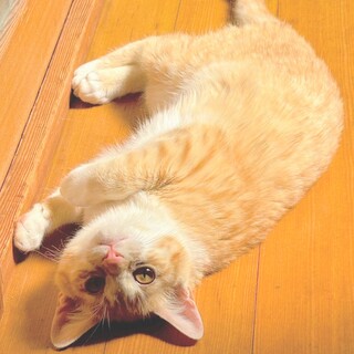 4/19譲渡会】あざといエアにゃー★きんきん君