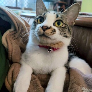 【4/19譲渡会】家猫に一転❤グロリアちゃん