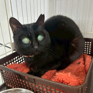 目が見えず敏感で臆病です♡いちちゃん