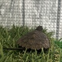 ニホンイシガメ