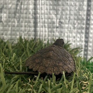 ニホンイシガメ