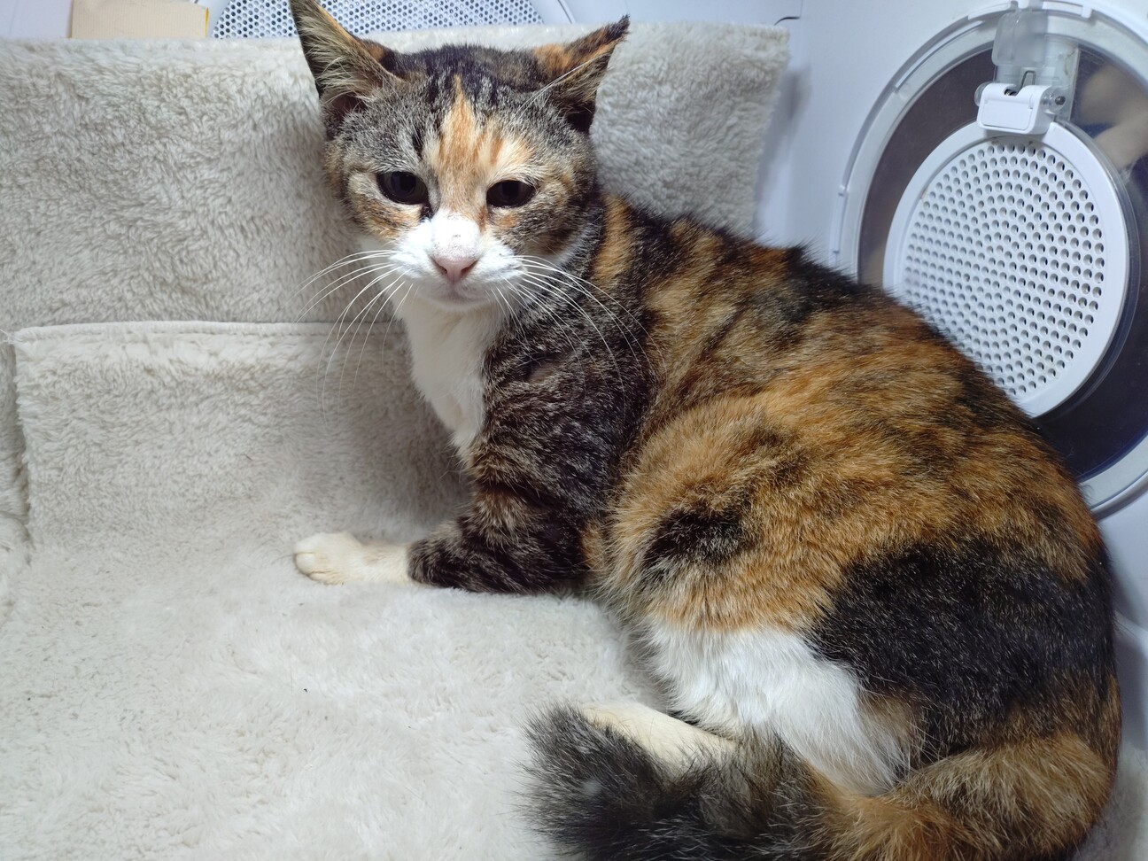 くりくりな目が可愛い三毛の “なぎさ” です♡の写真
