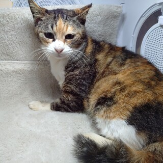 くりくりな目が可愛い三毛の “なぎさ” です♡