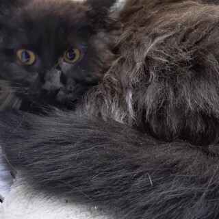 夢叶えましょう!!  夢叶(むきょう)といいます