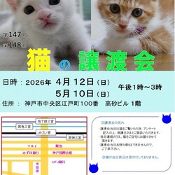 猫の譲渡会in神戸三宮 ¨ 猫のミーナ ¨