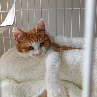 かわいい茶白の女の子