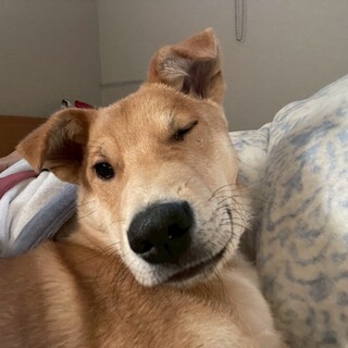 甘えん坊食いしん坊バドくん♂