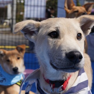 おっとり甘えんボーイ レミーくん♂
