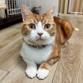 【アメショMIX】穏やかな男の子★コーチャ