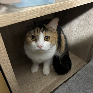 スコティッシュフォールド♀里親募集