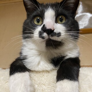 鼻の模様が独特な長毛白黒ハチワレの人懐っこい男の子