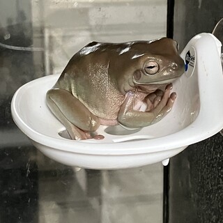 イエアメガエル　里親募集