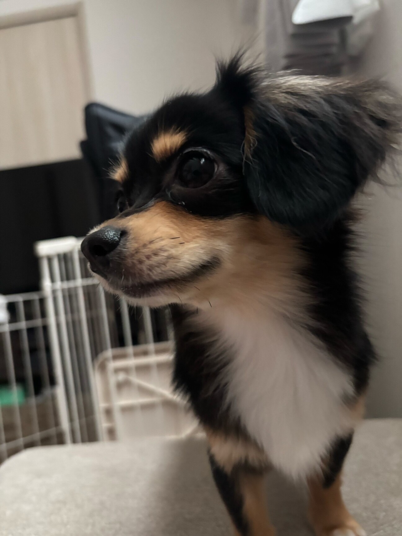 さいたま犬 2021296.jpeg