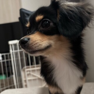 【1歳8ヶ月】チワックス　男の子