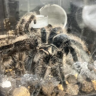 カーリーヘアタランチュラ　里親募集