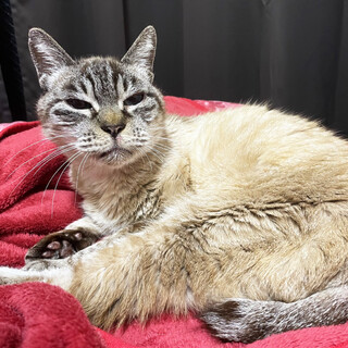 【猫の里親募集】かわいいお顔がチャームポイント！