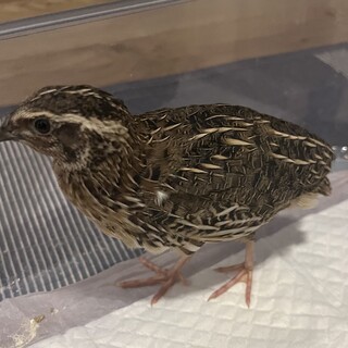 人慣れしたニホンウズラ雄の里親募集（最大3羽可能）