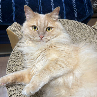 【猫の里親募集】人馴れバツグンです！