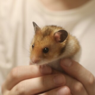 【里親募集】ゴールデンハムスター男の子3匹