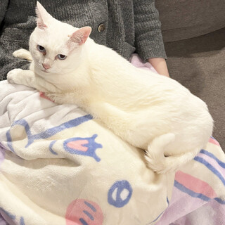 【猫の里親募集】青い瞳がとてとチャーミング。