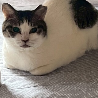 イケニャンのじゃじゃまる♪