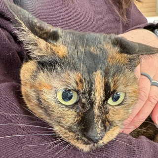 【猫の里親募集】クロエ、少しずつ馴れてきてます！