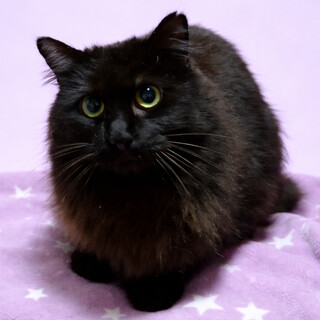 ふわもこ♪魅惑の長毛黒猫『アロマちゃん』１歳