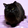 ふわもこ♪魅惑の長毛黒猫『アロマちゃん』１歳