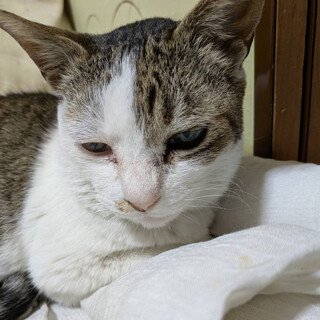 【猫の里親募集】ぽっちゃり男子まるおくん